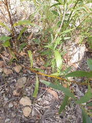 Acacia calyculata