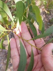 Acacia calyculata