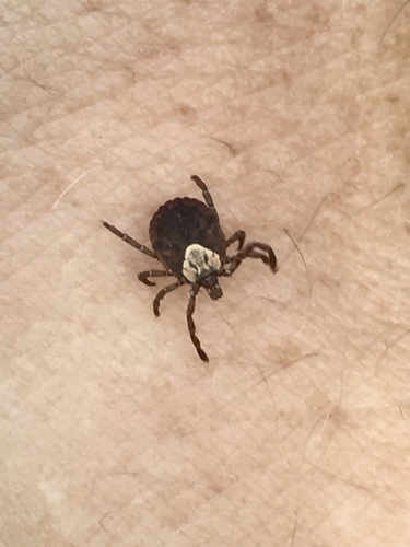 Amblyomma brasiliense