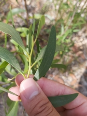 Acacia calyculata