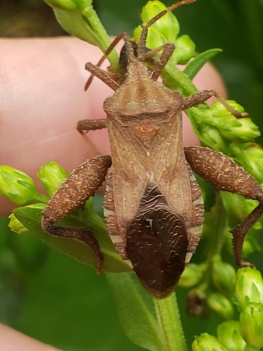 Piezogaster calcarator photo 4