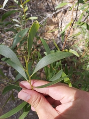 Acacia calyculata