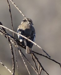 Melanodryas cucullata