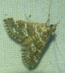 Samea druchachalis