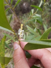 Acacia calyculata