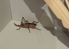 Agraecia agraecioides