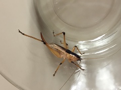 Agraecia agraecioides