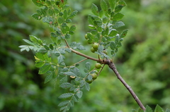Bursera bipinnata