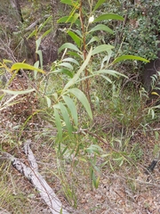 Acacia calyculata