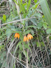 Gloriosa modesta