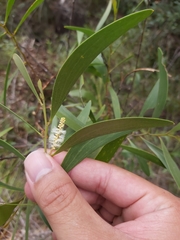 Acacia calyculata