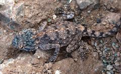 Agama anchietae