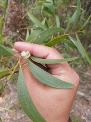 Acacia calyculata