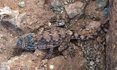 Agama anchietae
