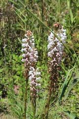 Satyrium hallackii ocellatum