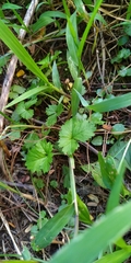 Potentilla hebiichigo