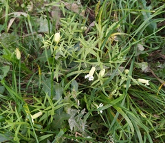 Silene procumbens