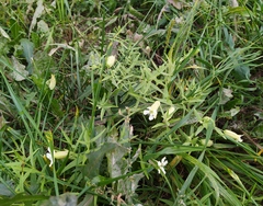 Silene procumbens