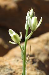 Albuca decipiens
