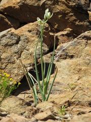Albuca decipiens