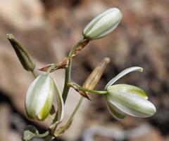 Albuca decipiens