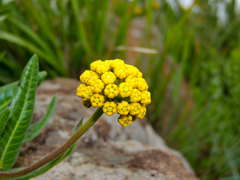 Xysmalobium tysonianum