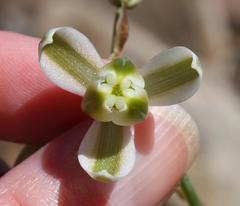 Albuca decipiens