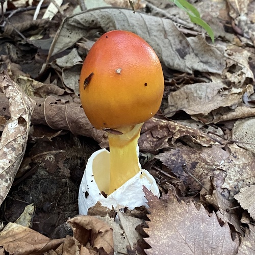 Amanita caesareoides