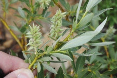 Salix orestera