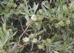 Salix orestera