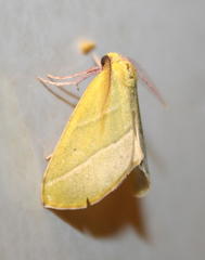 Drepanogynis cambogiaria