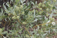Salix orestera