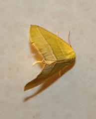 Drepanogynis cambogiaria