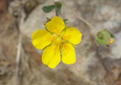 Potentilla drummondii