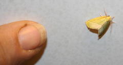 Drepanogynis cambogiaria