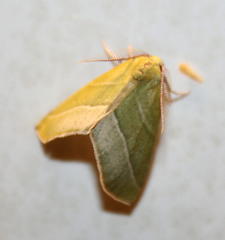 Drepanogynis cambogiaria