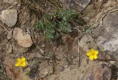 Potentilla drummondii