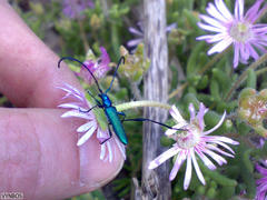 Drosanthemum hispifolium
