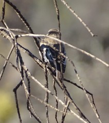 Melanodryas cucullata