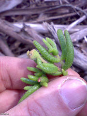 Drosanthemum hispifolium