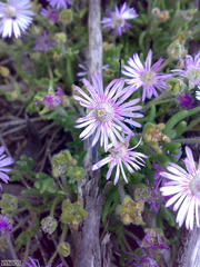 Drosanthemum hispifolium