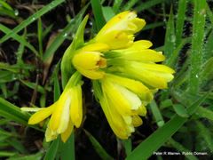 Eulophia leontoglossa