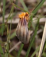Eulithosia plesioglauca