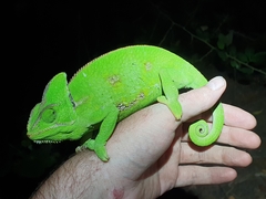 Chamaeleo calyptratus