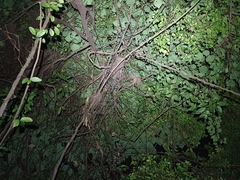 Chamaeleo calyptratus