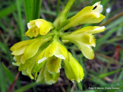 Eulophia leontoglossa