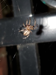 Araneidae