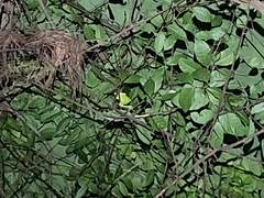 Chamaeleo calyptratus