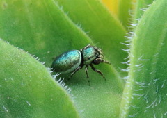 Sassacus papenhoei