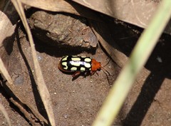 Disonycha scriptipennis